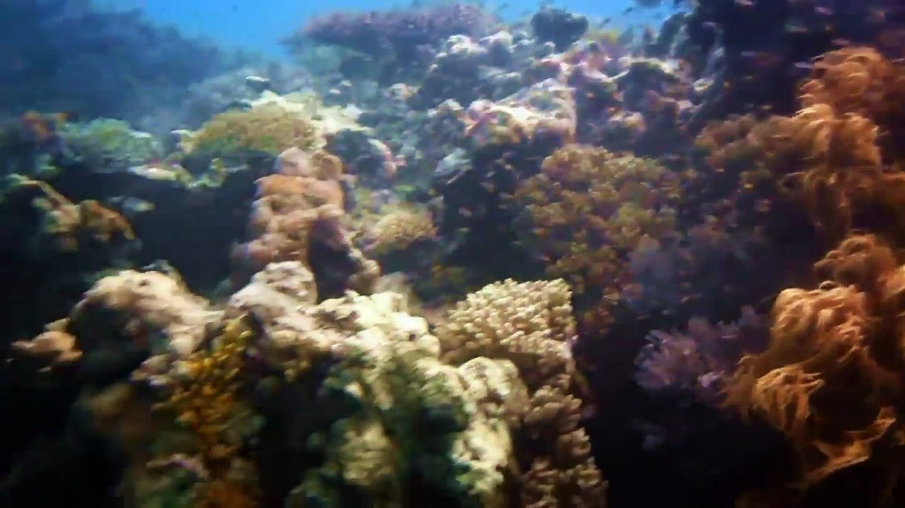 Big Green Island Scuba Diving