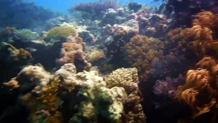 Big Green Island Scuba Diving