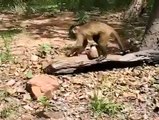 What a Smart Monkey Trying to Break a Coconut for Hunger n Thirst...........!!!!!!!!!!!!!!!!