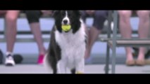 Perros recolectores de pelotas a tenistas famosas