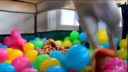 Primera vez en la piscina de pelotas