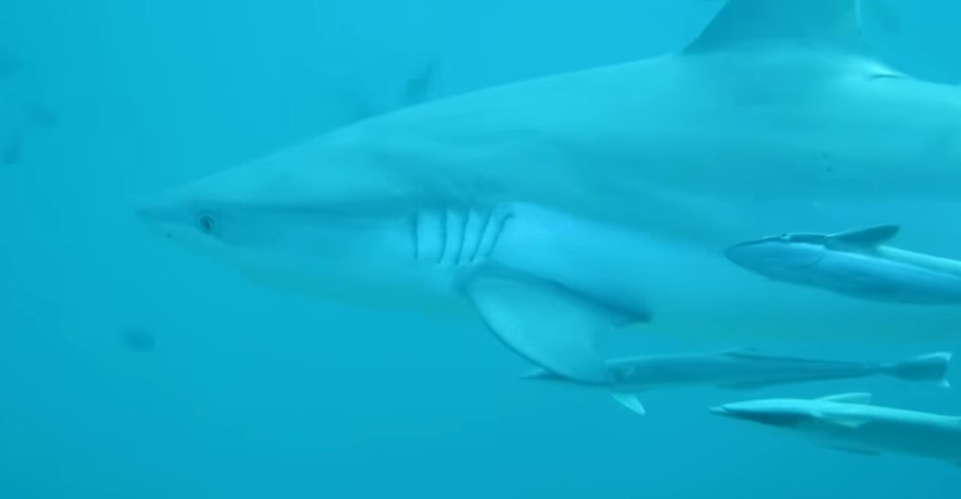 Friendly Grey Reef Sharks Swim in Waters Off Maldives
