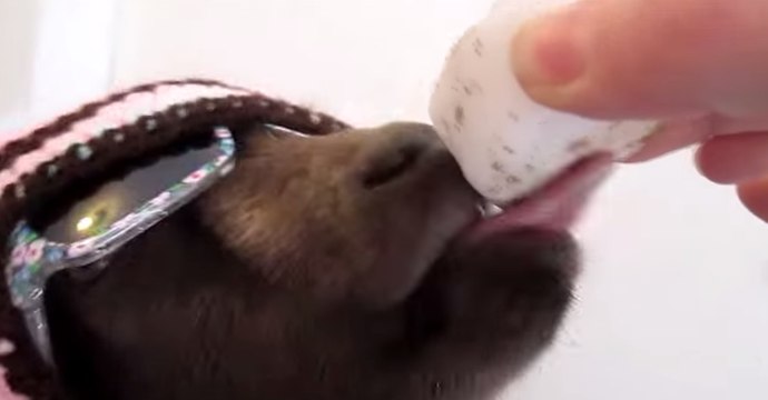 Stylish Goat Peppa Lass Devours a Salt Wheel