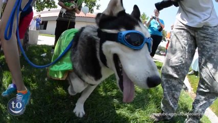 Perros disfrazados halloween.mp4