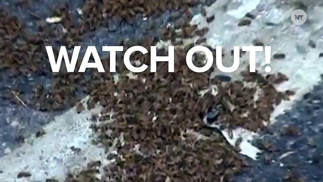 Car Accident Unleashes 1 Million-Strong Bee Nightmare On Unsuspecting Motorists