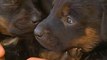 Nine Adorable Puppies Rescued From Massive Chilean Forest Fire