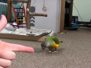 Kili Senegal Parrot - Play Dead and other tricks_(480p).mp4