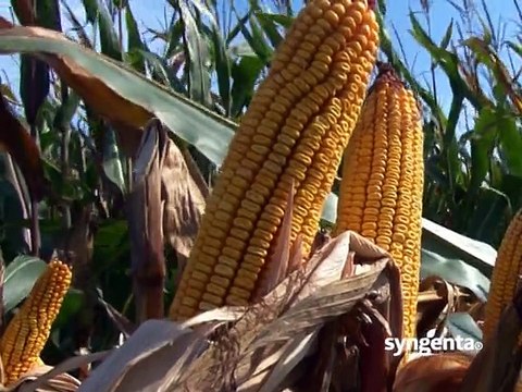 Syngenta –zadovoljni korisnici hibrida kukuruza NK Pako_390_07.03.2015.