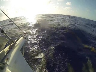 Dauphins (et sargasses)