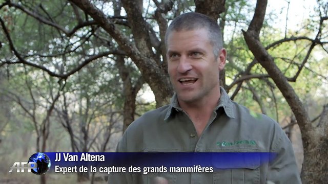 Afrique du sud : quand les éléphants prennent la pilulle
