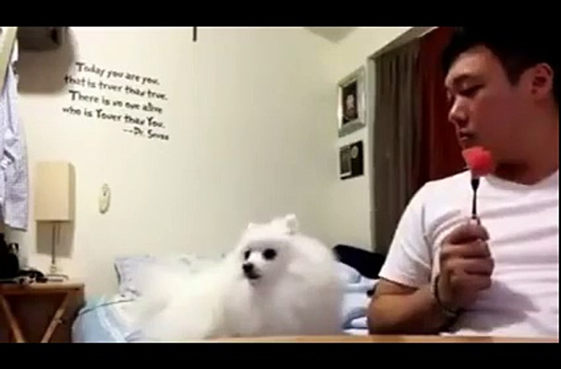 funny greedy dog