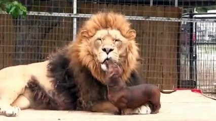 Dog licks lion's teeth, Must watch this video