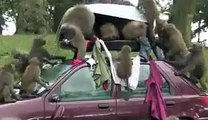 Monkeys attacks a car watch and share must