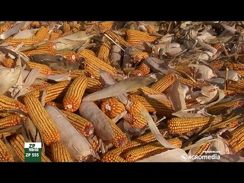 Institut za kukuruz Zemun polje hibrid ZP 555_390_07.03.2015.