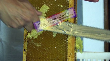 APICULTURE Extrait 13
