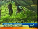 Policía encuentra marihuana en Pastaza