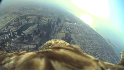 Un aigle réalise une descente à pic depuis la tour géante de Dubai