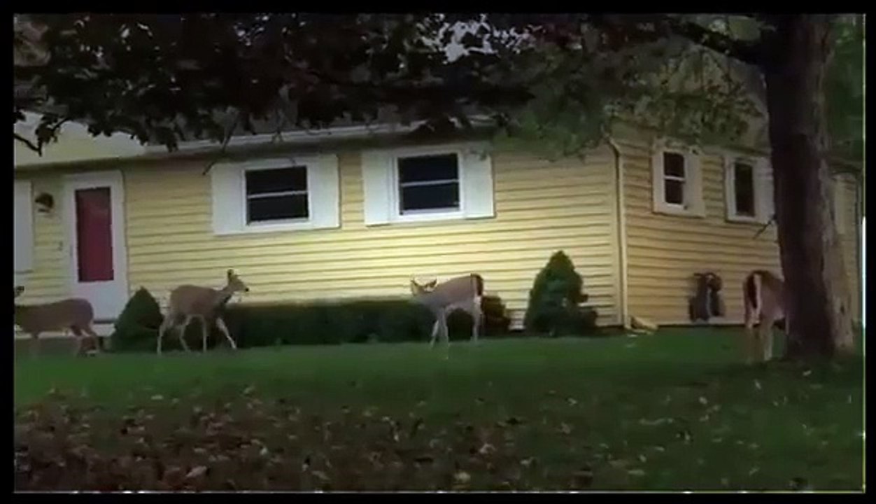 BBC Natural Documentary ** Most Amazing Moments National Geographic Discovery Channel