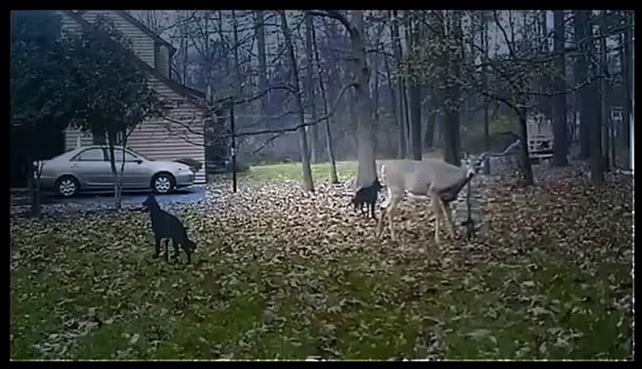 BBC Natural Documentary ** Most Amazing Moments National Geographic Discovery Channel