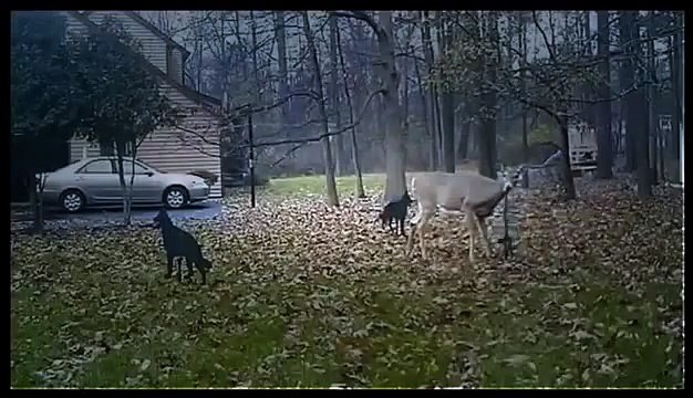 BBC Natural Documentary ** Most Amazing Moments National Geographic Discovery Channel