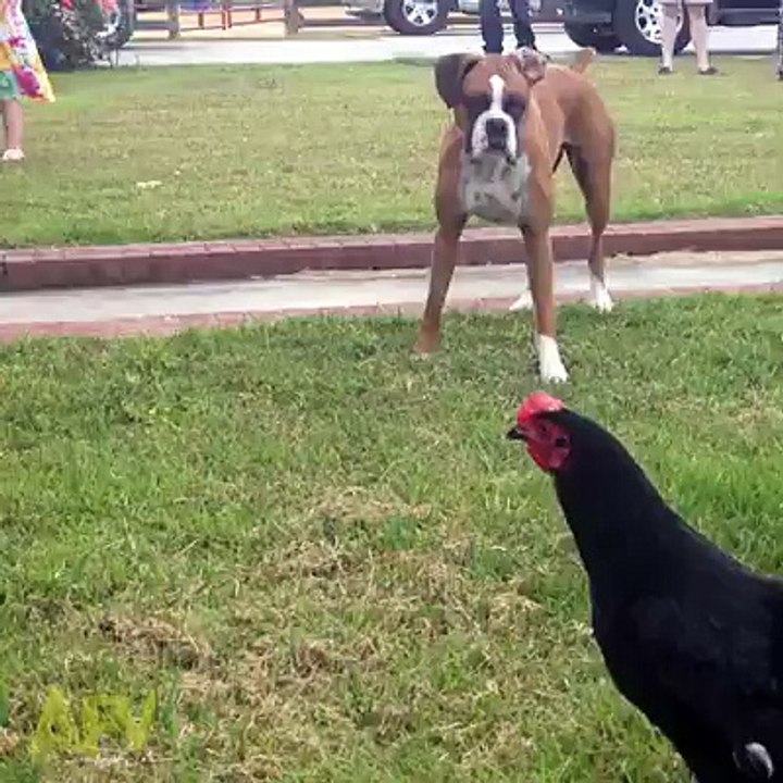 Can you believe this Funny Video