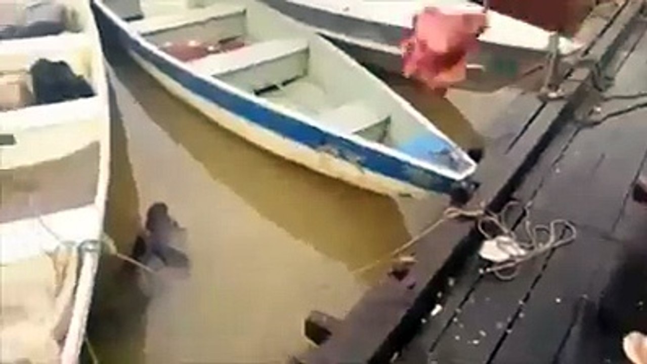Is it true??? Funny Video