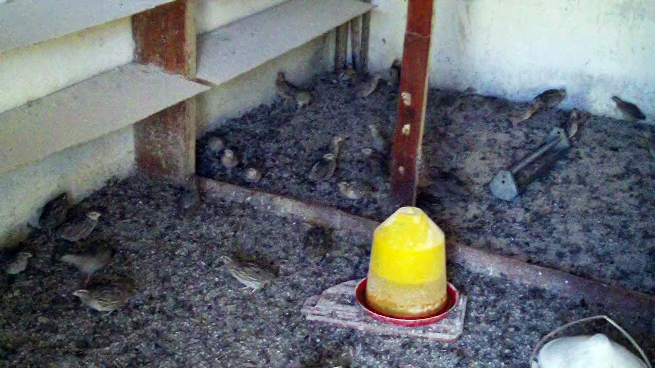 EĞİTİMDE KULLANILAN BILDIRCINLAR