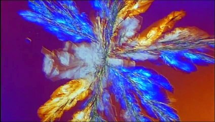 Le stress, une explication à l'homosexualité ? - Infrarouge