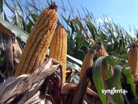 Syngenta – hibrid kukuruza Sincero i hemijski preparat Gardoprim Plus_391_14.03.2015.
