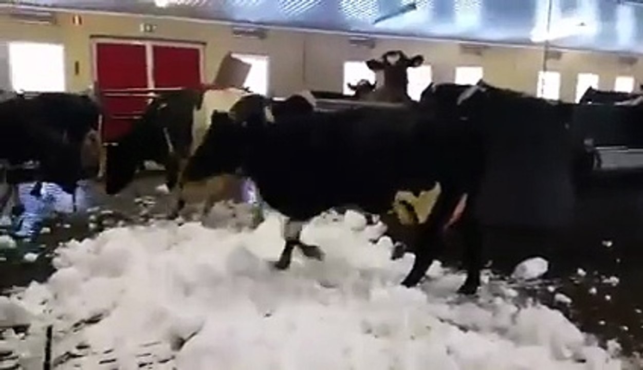 Des vaches folles dans la neige #Zakch