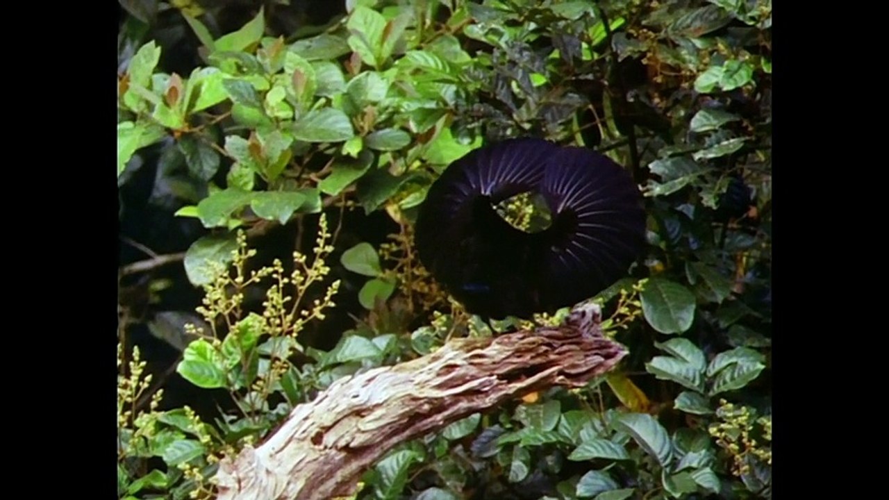 Attenborough and his birds