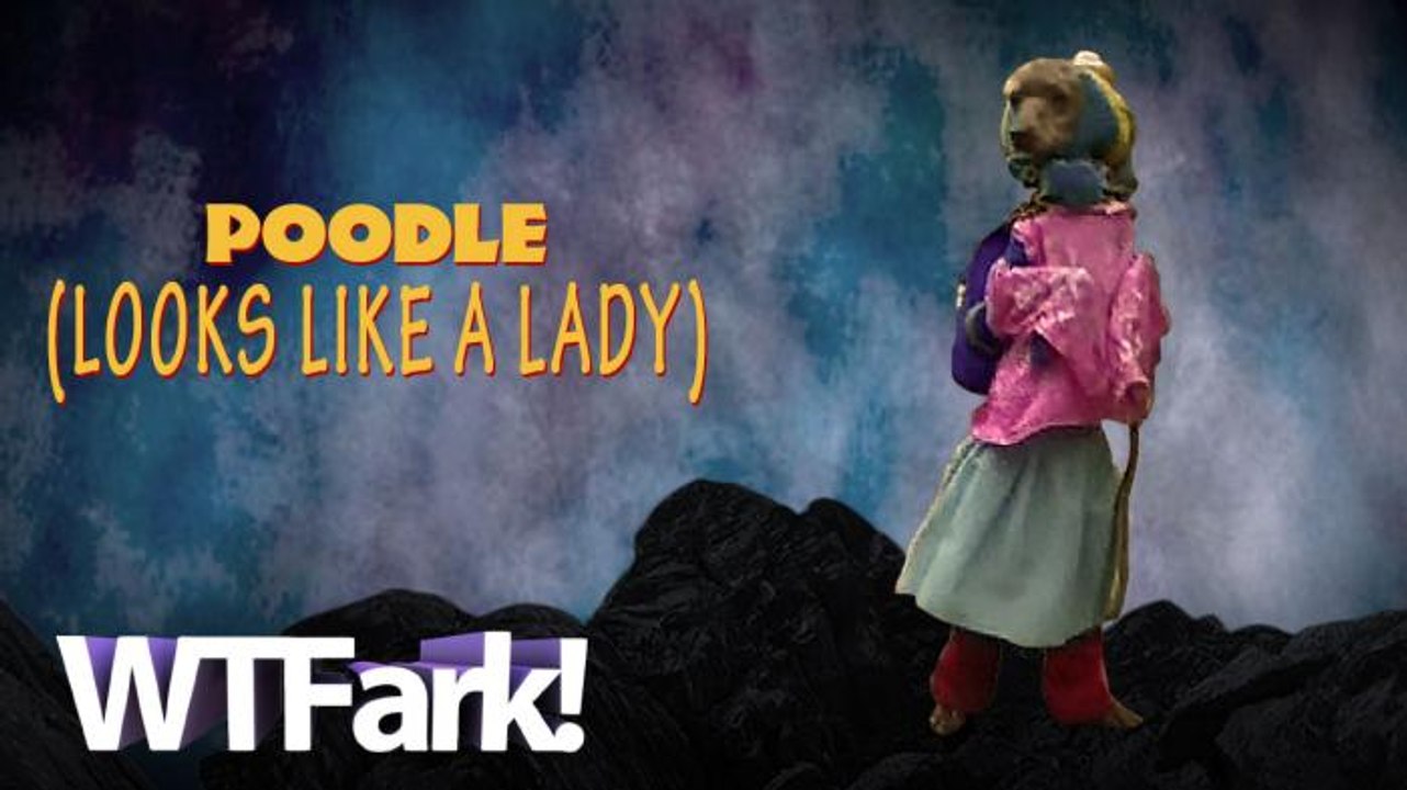 POODLE LOOKS LIKE A LADY: Man Trains Dog To Walk One Mile Upright Dressed As School Girl