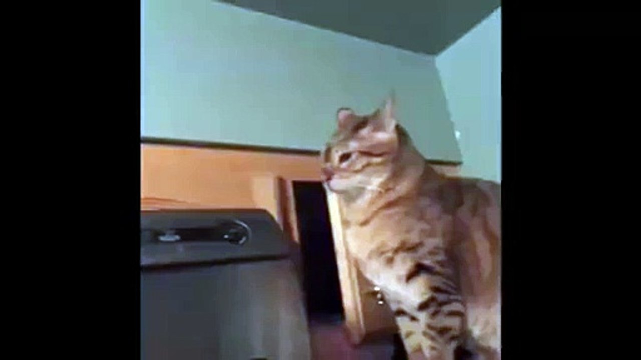 That cat is so sneaky!