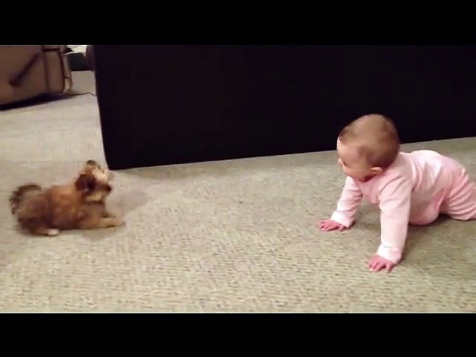 BABY DOG WHISPERER! Cesar Millan has nothing on her!! Shorkie Puppy Talks to Baby
