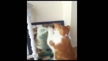 Funny Videos  Funny Cat Videos Ever - Funny Cats Video - Funny Animals Funny Animal Videos
