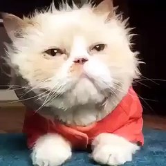 Let us introduce you… to the Michael Jackson cat! Must Watch