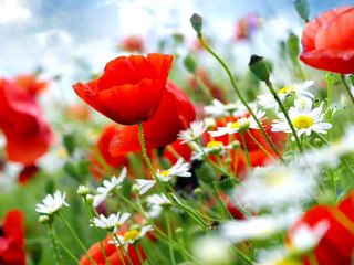 Farid Farjad - Soghati / Gelinciğin Hüznü