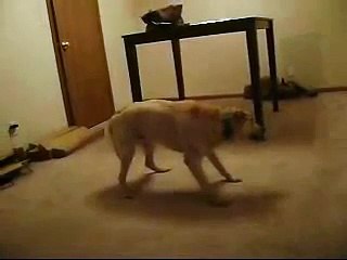 Bizkit the sleep walking Barking Dog