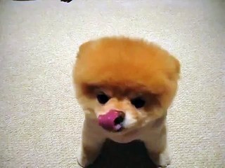 Boo - The world s cutest dog =D