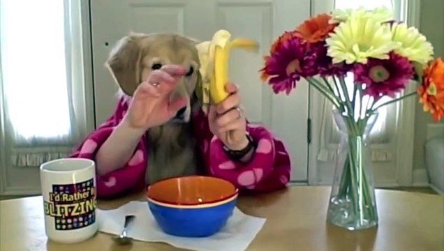 Breakfast at Ginger s- golden retriever dog eats with hands