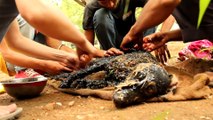 Covered in tar & unable to move, this amazing rescue saved this dog s life!