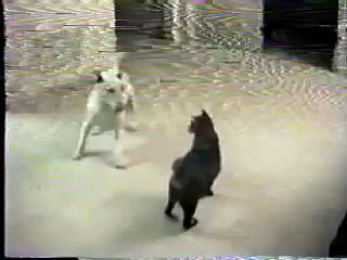 Crazy Cat Attacking Spuds Dog