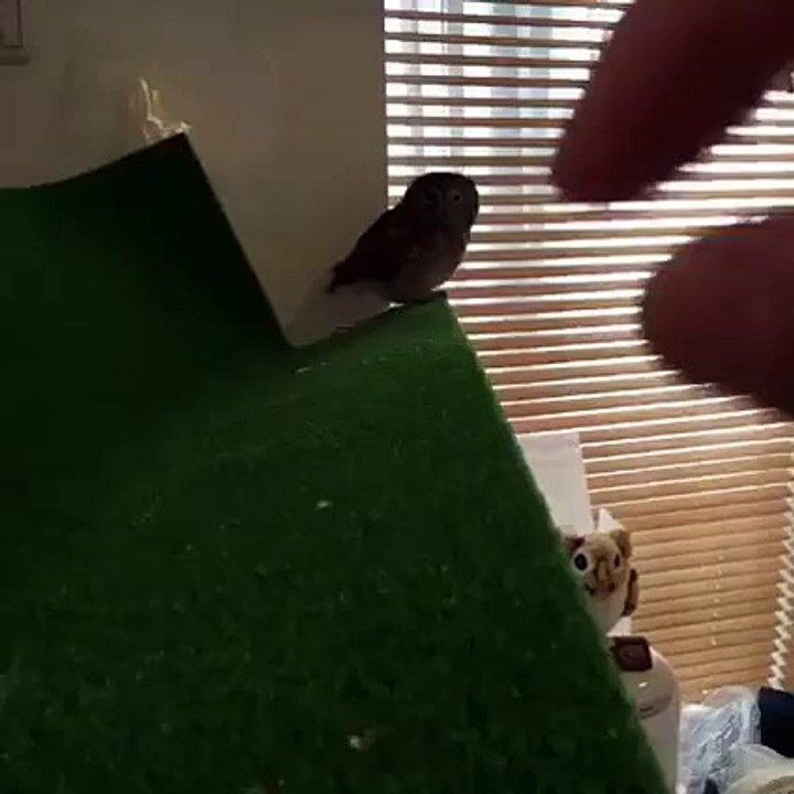 Owl take some petting pls :3