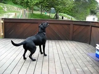 Dog s dream comes true!