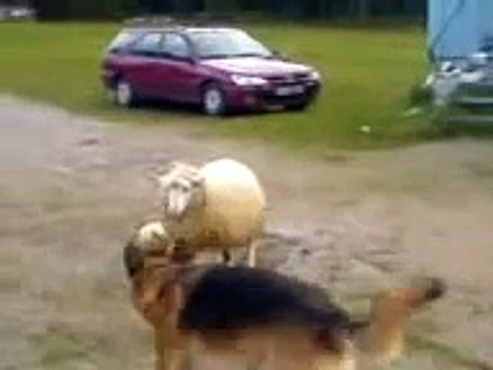 Dog VS Sheep