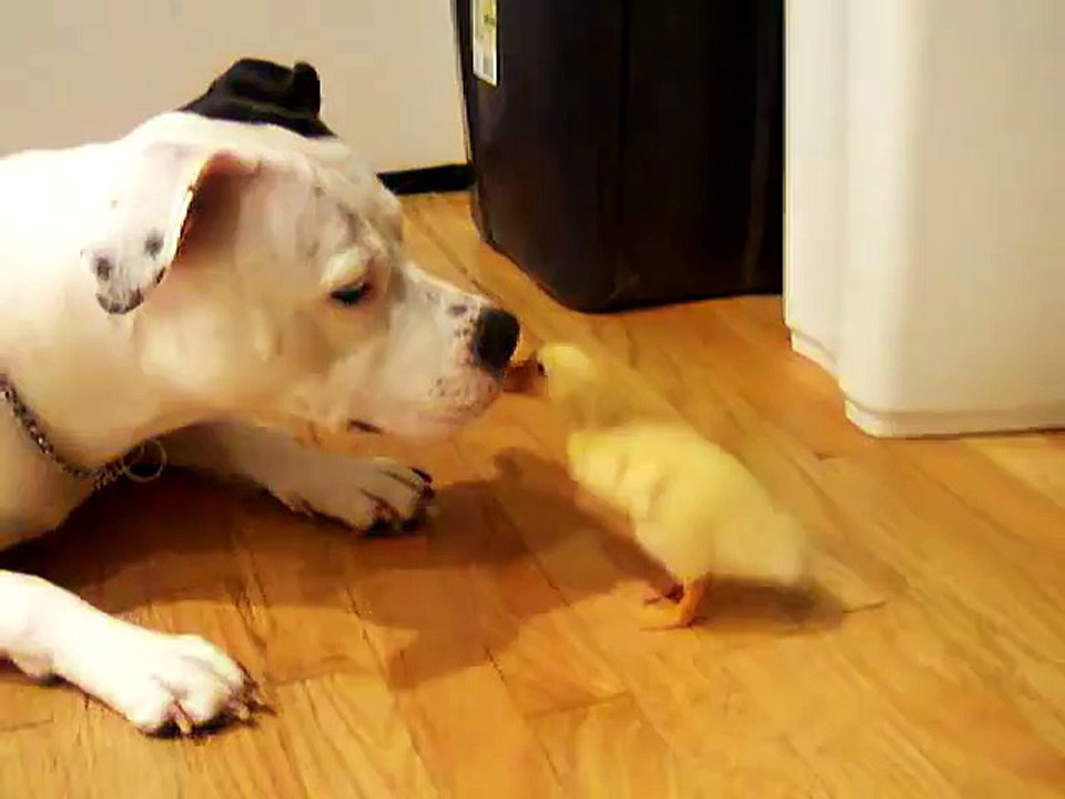 Duck and Dog