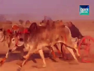 Rahim Yar Khan- Bull race in cholistan