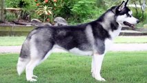 Pelea de perros siberian husky mascota o asesino