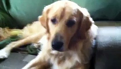 خطاوار کتے جنہیں افسوس تھا کہ انہوں نے کیا کر دیا ہے