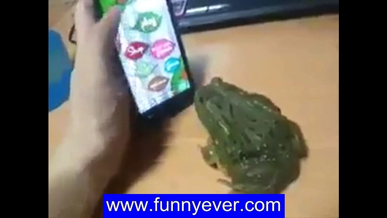 funny frog
